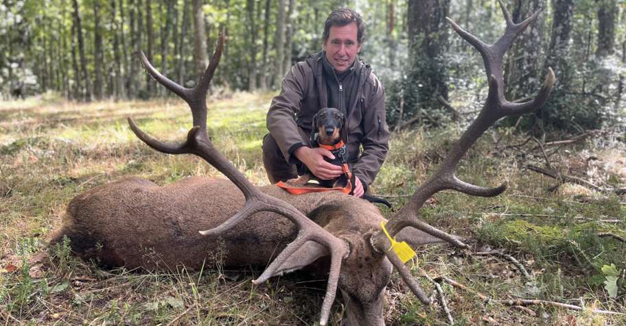 BYH only! Mountain Iberian red stag