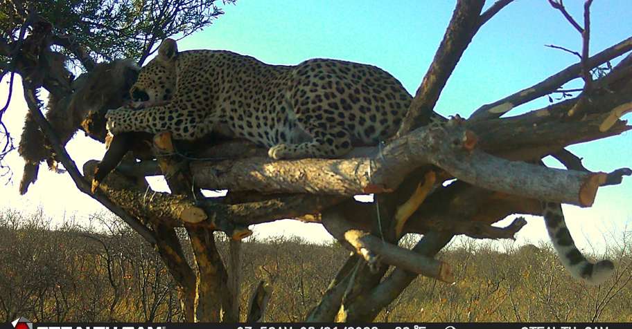 Leopard Safari Package