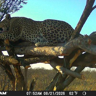 Leopard Safari Package