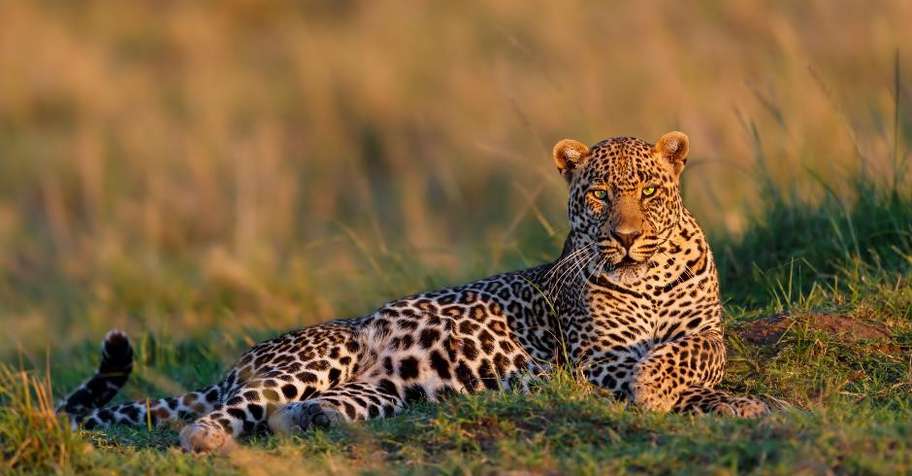 Namibia Leopard Hunting Package