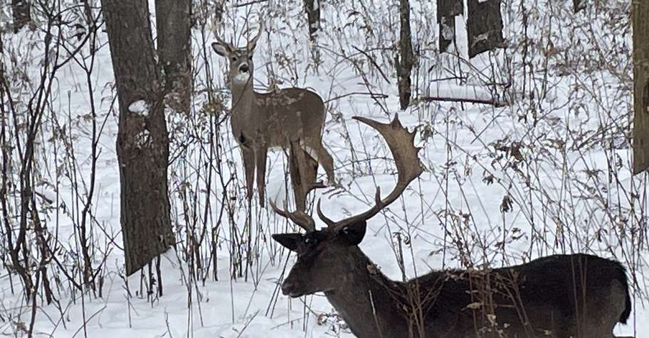 Fallow deer Hunt 2026