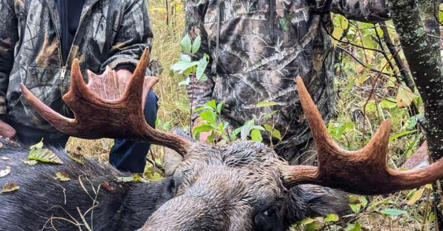 High Success Moose Hunt! 2026