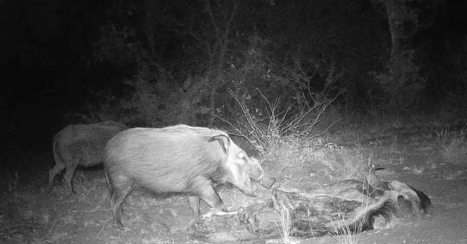 7 Day Bushpig Safari - Limited Dates