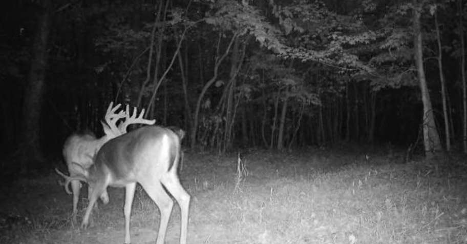 Whitetail Hunt Ohio, United States