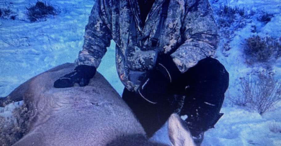 3 day guided only Cow Elk