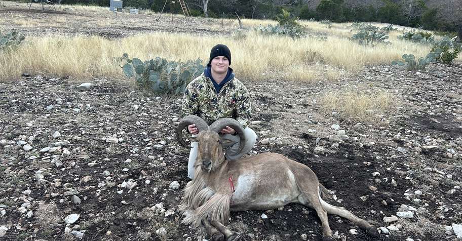 Aoudad Hunt
