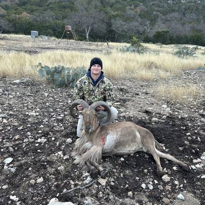 Aoudad Hunt