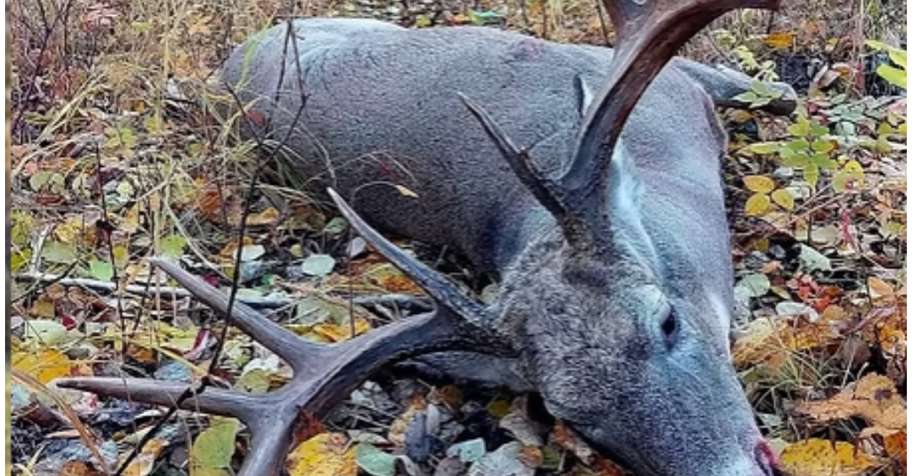 Hunting trips from Alberta Premier Outfitters - BookYourHunt.com