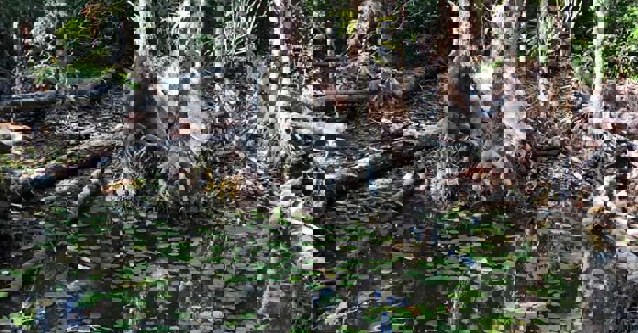 Brocket Deer & Add-On Species '26