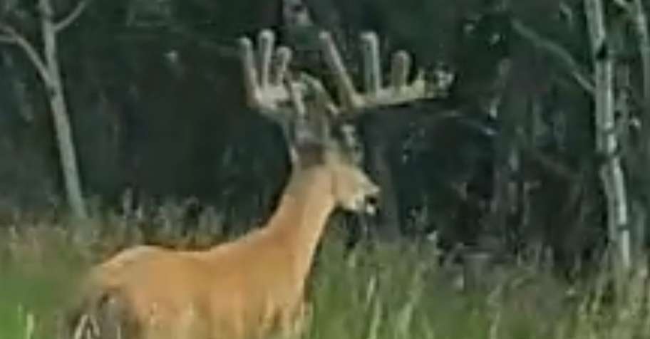 Archery Velvet Whitetail Deer 2026