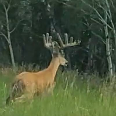 Archery Velvet Whitetail Deer 2026