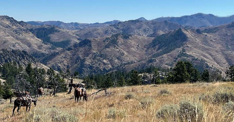 Spring Black Bear Hunt