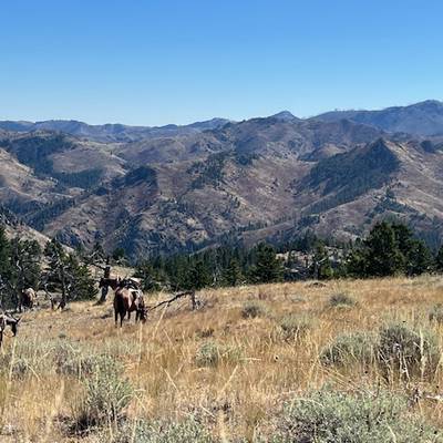 Spring Black Bear Hunt