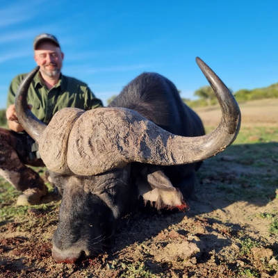 Cape Buffalo & 6 Plains Trophies (1x1)