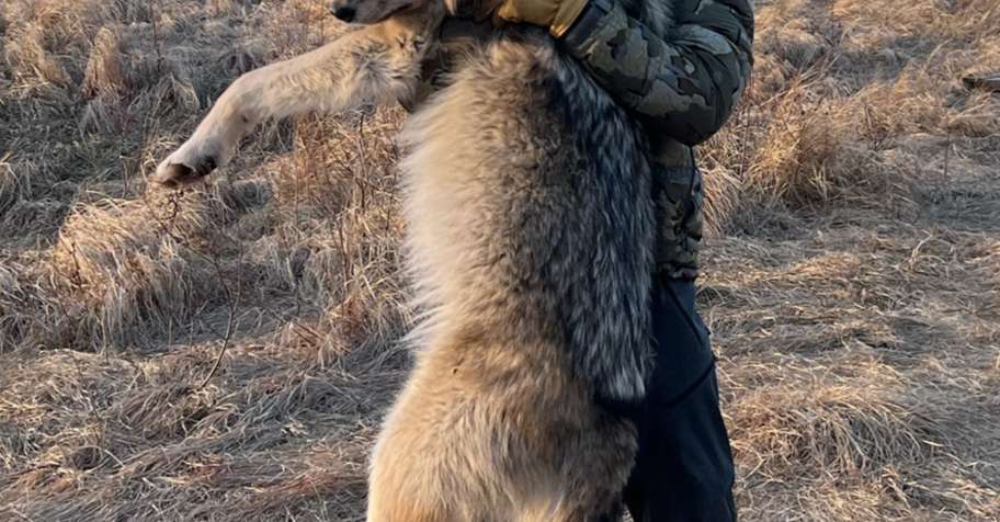 2027 Alberta Wolf Hunt
