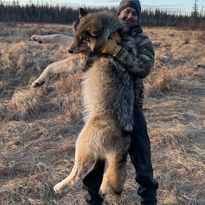 2027 Alberta Wolf Hunt