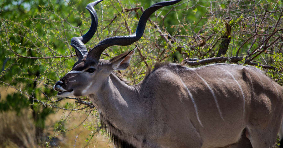 Exclusive Plains Game Package