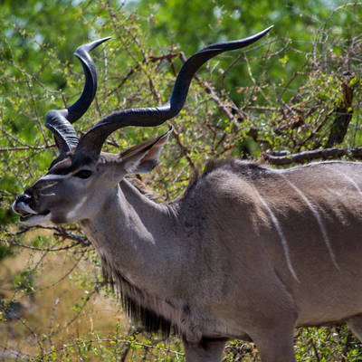 Exclusive Plains Game Package