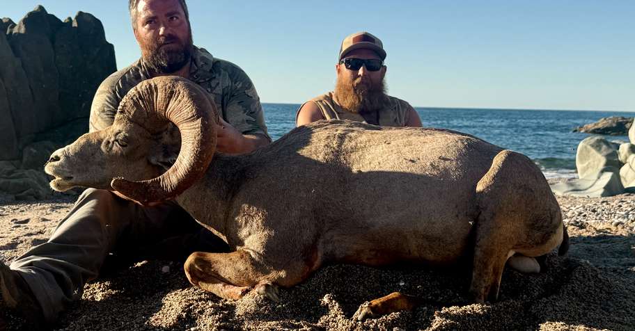 Sonora Mexico Bighorn Sheep Package