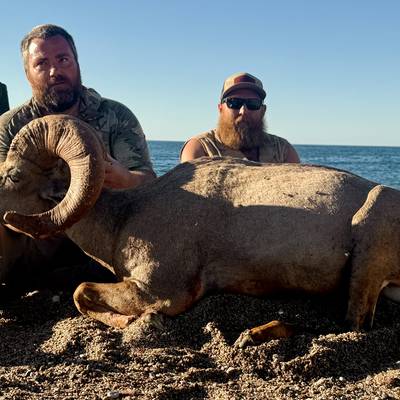Sonora Mexico Bighorn Sheep Package