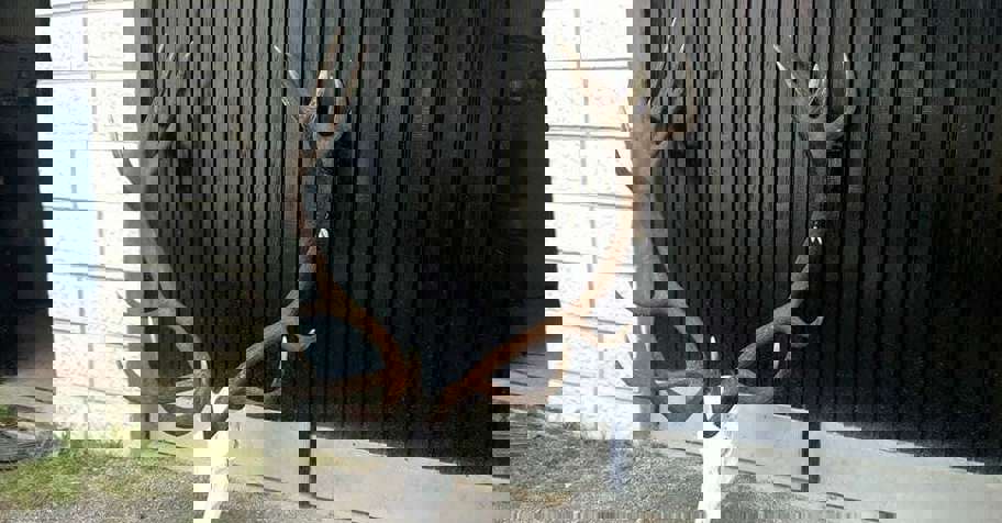 Red stag (cervus elaphus L.)