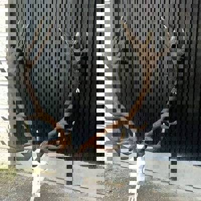 Red stag (cervus elaphus L.)