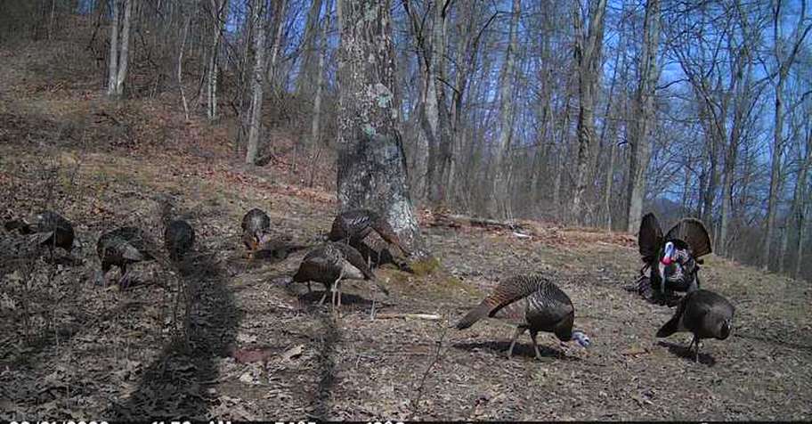 Spring Gobbler 4 2026