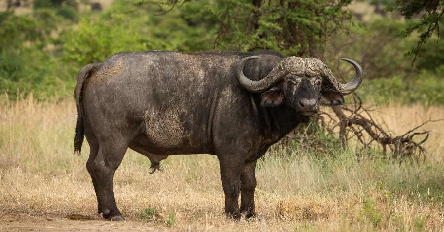 7 Day TZ Buffalo Safari (2x1)