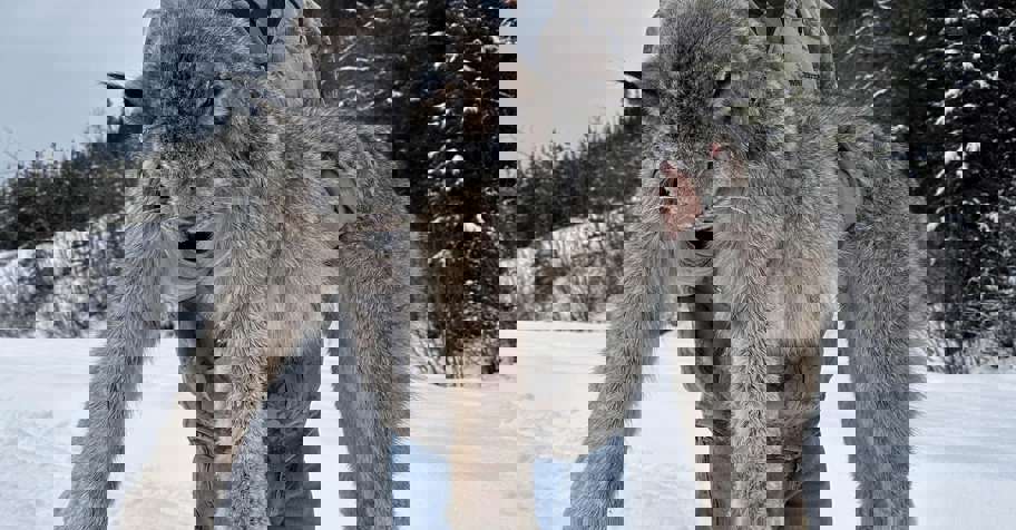 6 Day Lynx/Wolf Hunt 2027/2028