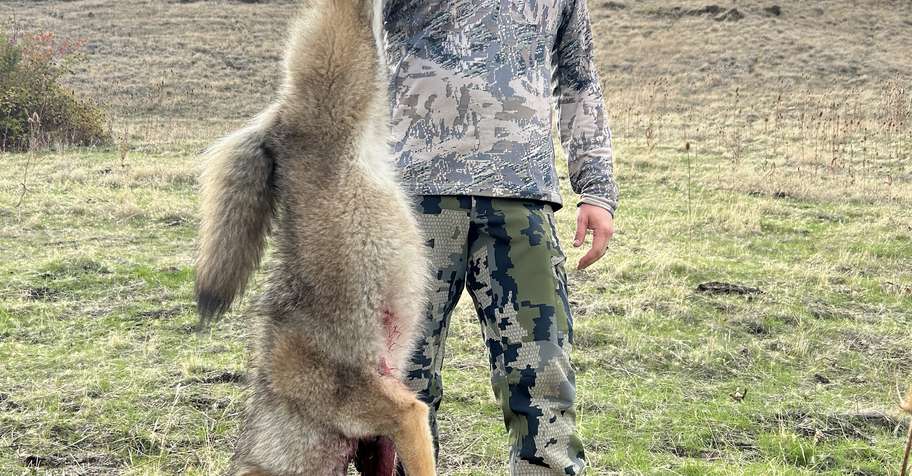 Coyote hunting