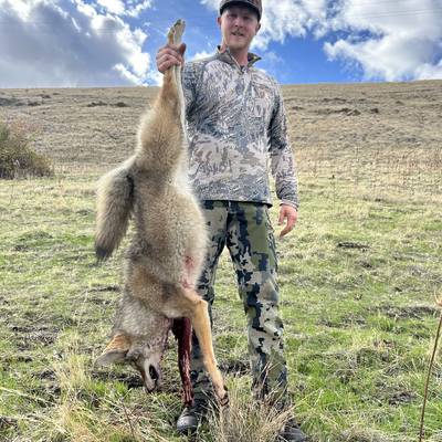 Coyote hunting