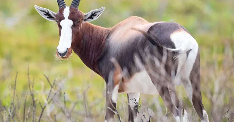 Eastern Cape Classics Package