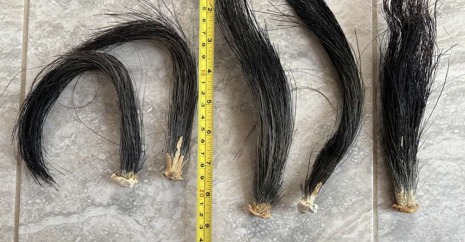 Spring Gobbler 3 2026 (2 SAT Hunts!)