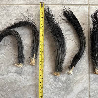 Spring Gobbler 3 2026 (2 SAT Hunts!)