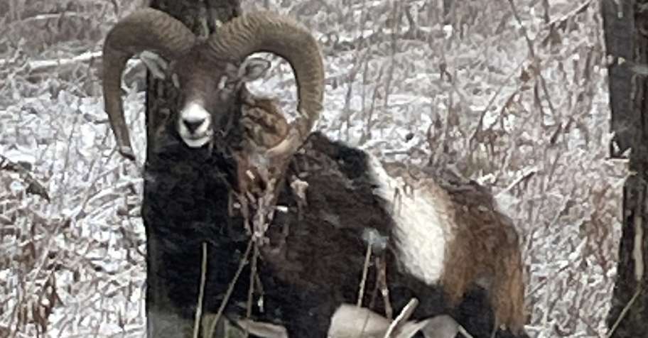 Dall Sheep Hunt 2026