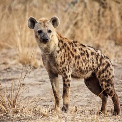 7 Day Spotted Hyena Package