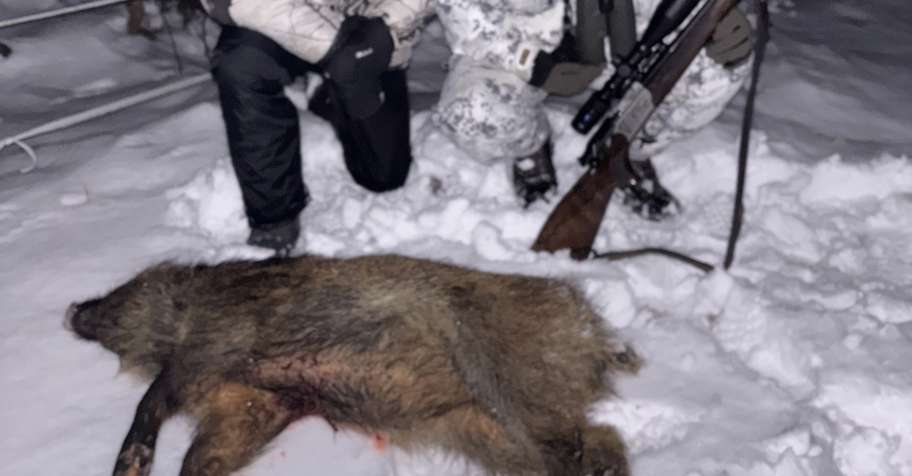 Self-guided Wild Boar hunt (no fees)