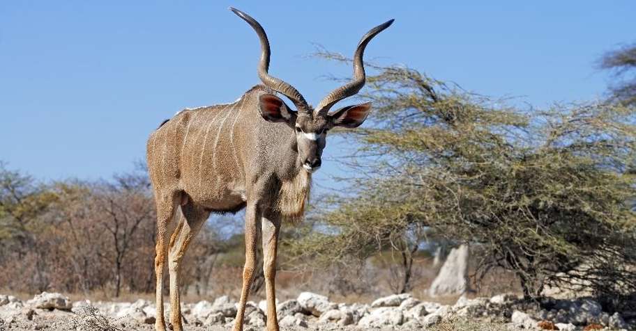 30 Animal Cull Package - 6 Species (1x1)