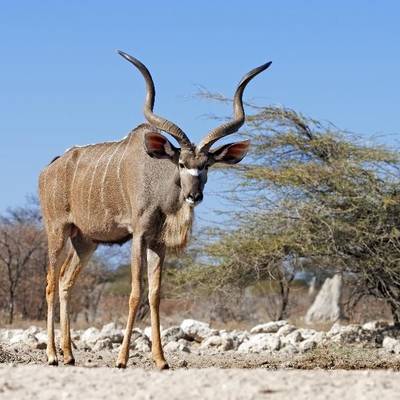 30 Animal Cull Package - 6 Species (1x1)