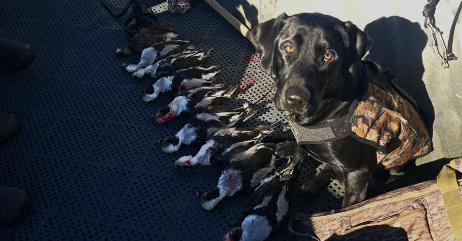 3-Day Seaduck Hunt Package Cape Cod '26