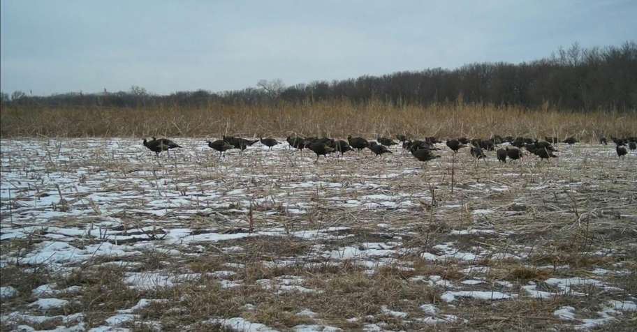 Rio turkey self guided