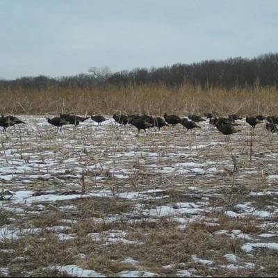 Rio turkey self guided