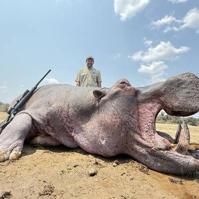 Free range Hippo Hunt with Cites