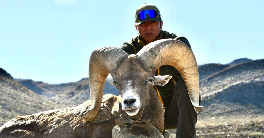 Desert Bighorn Sheep Trophy up to 179"