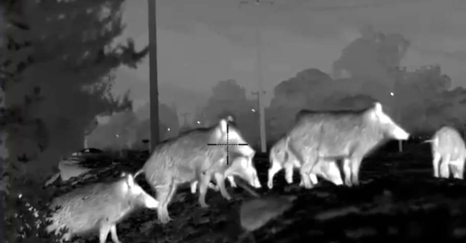 Night Hunt - Antalya 4 Day