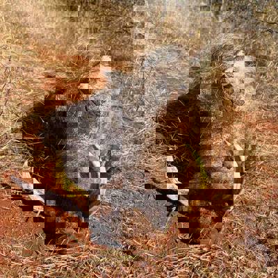 2026 Hunt at 2025 Prices