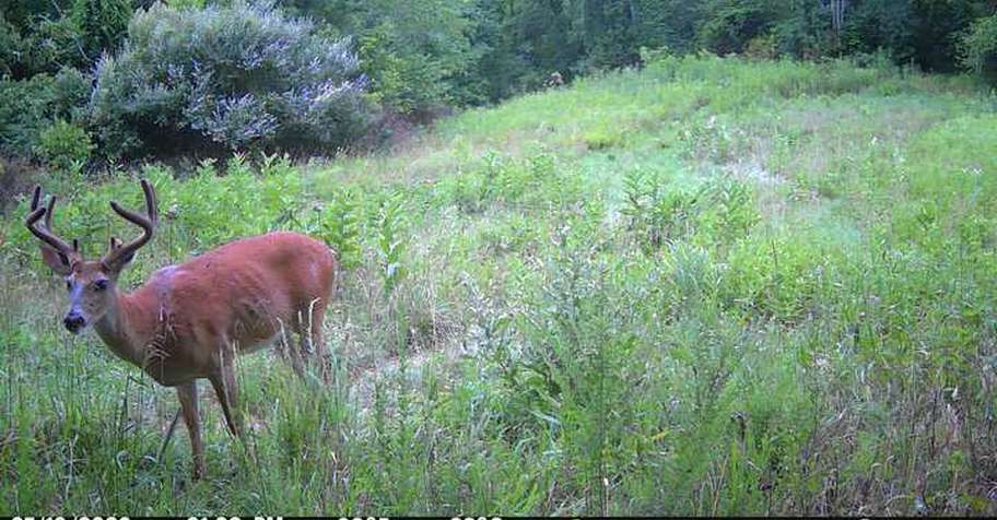 WHITETAIL DEER BUCK Archery 3 DAY HUNT