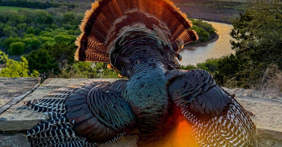 Texas Rio Grande Turkey Hunt