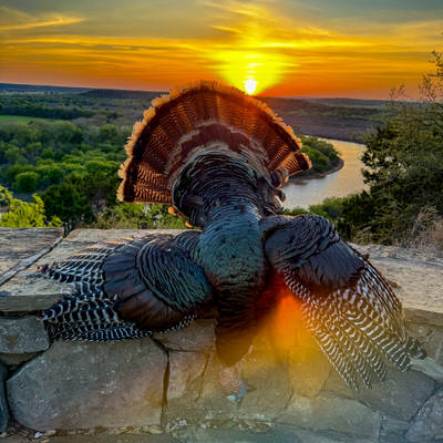 Texas Rio Grande Turkey Hunt