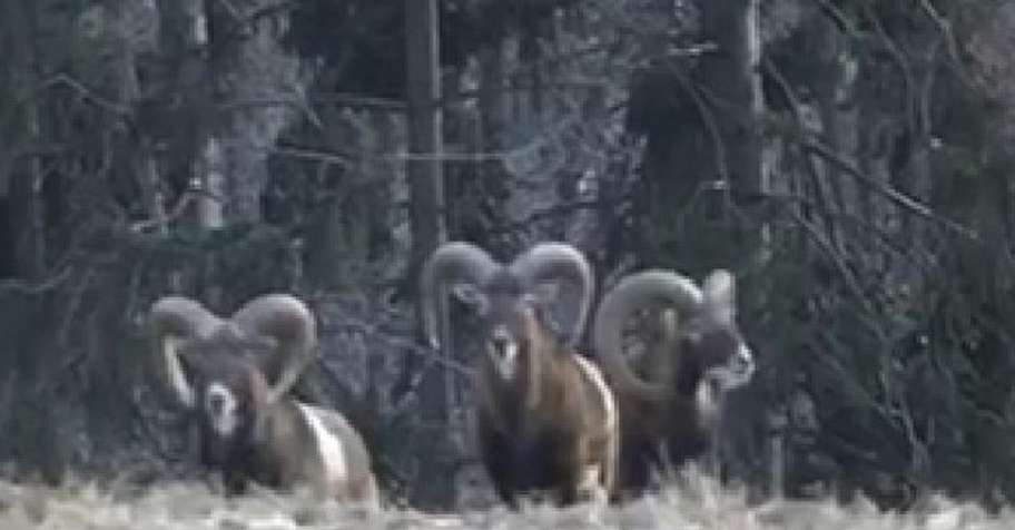 Flat rate mouflon hunt